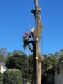 Arborist Penrith