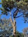 Tree Removal Inner West