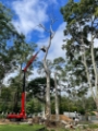 Tree Removal Parramatta