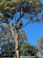 Tree Removal North Shore