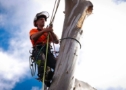 Tree Removal Brisbane QLD