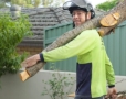 Removing trees from a Brisbane Backyard