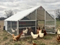 Chicken Tractor