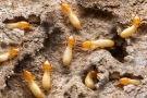 Termite Experts