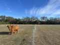 Lifestyle fencing