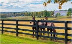 Horse fence