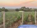 Vineyard fencing