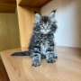 maine coon kittens for sale perth