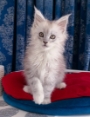 maine coon kittens gold coast
