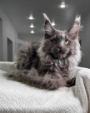 maine coon breeders victoria