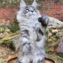 tica registered maine coon breeders australia
