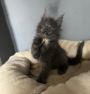 maine coon kittens for sale australia