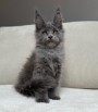 maine coon kittens australia