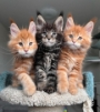 pedigree maine coon kittens for sale