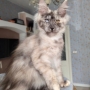 maine coon breeders tas