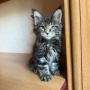 maine coon kittens for sale brisbane
