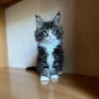 maine coon kittens for sale nt