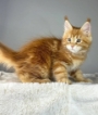 maine coon kittens sydney nsw