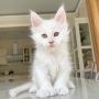 maine coon adoption australia