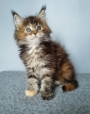 maine coon kittens brisbane