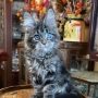 maine coon breeders darwin