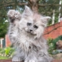 maine coon kittens for adoption australia