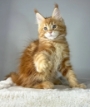 maine coon kittens for sale nsw