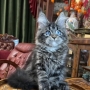 maine coon kittens for sale melbourne