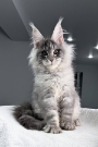 Pedigree Maine Coon kitten Australia