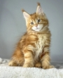 maine coon kittens perth