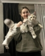 hypoallergenic maine coon kittens australia