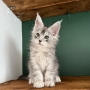 maine coon cats for sale australia