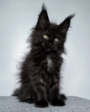 maine coon kittens for sale qld