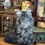 maine coon cat adoption near me