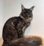 purebred maine coon kittens australia
