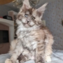 maine coon kittens for sale darwin