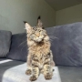 registered maine coon kittens australia