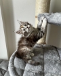 buy maine coon kitten australia
