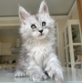 maine coon kittens near me