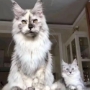 maine coon kittens for sale sa