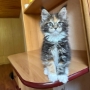 maine coon breeders canberra