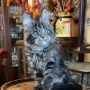 maine coon rehoming australia