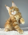 maine coon breeders western australia