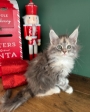 maine coon rescue australia