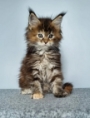 maine coon kittens melbourne