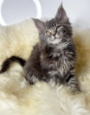 Registered Maine Coon kittens for sale