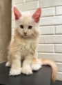 Buy Maine Coon kitten online Australia