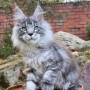 maine coon kittens for sale adelaide