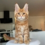maine coon kittens adelaide
