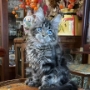 maine coon kittens for sale tasmania